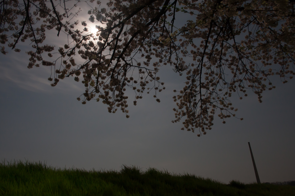 満月と桜とラサの煙突