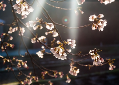 朝桜