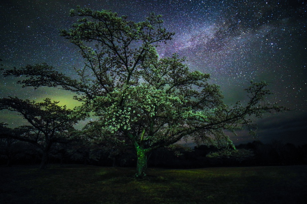 夜桜の天の川