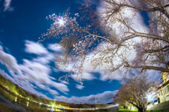桜一分咲き