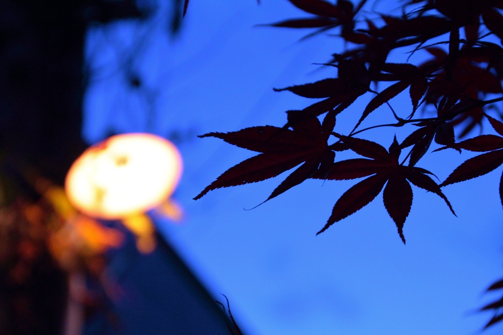 晩秋の夕暮れ