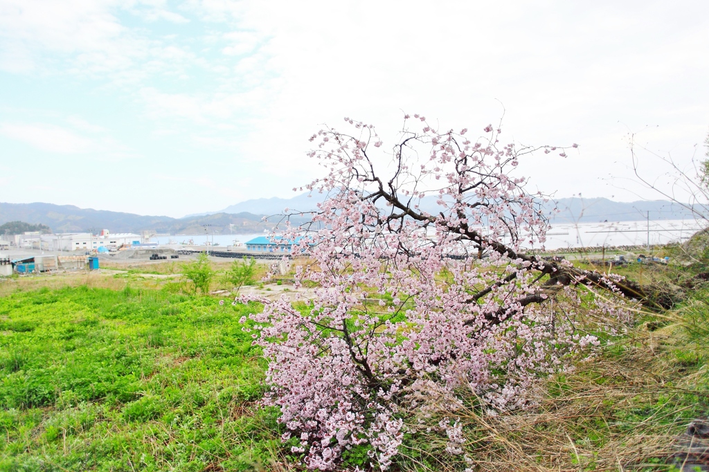 海辺の桜