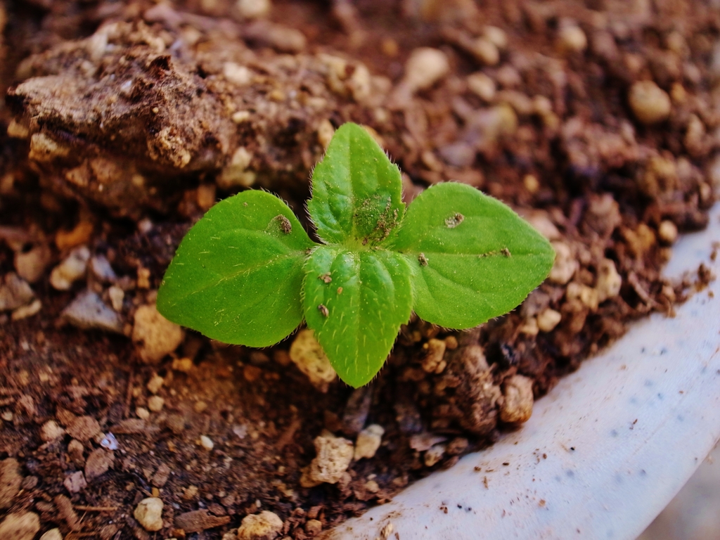 鉢の中の雑草