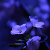 夜桜