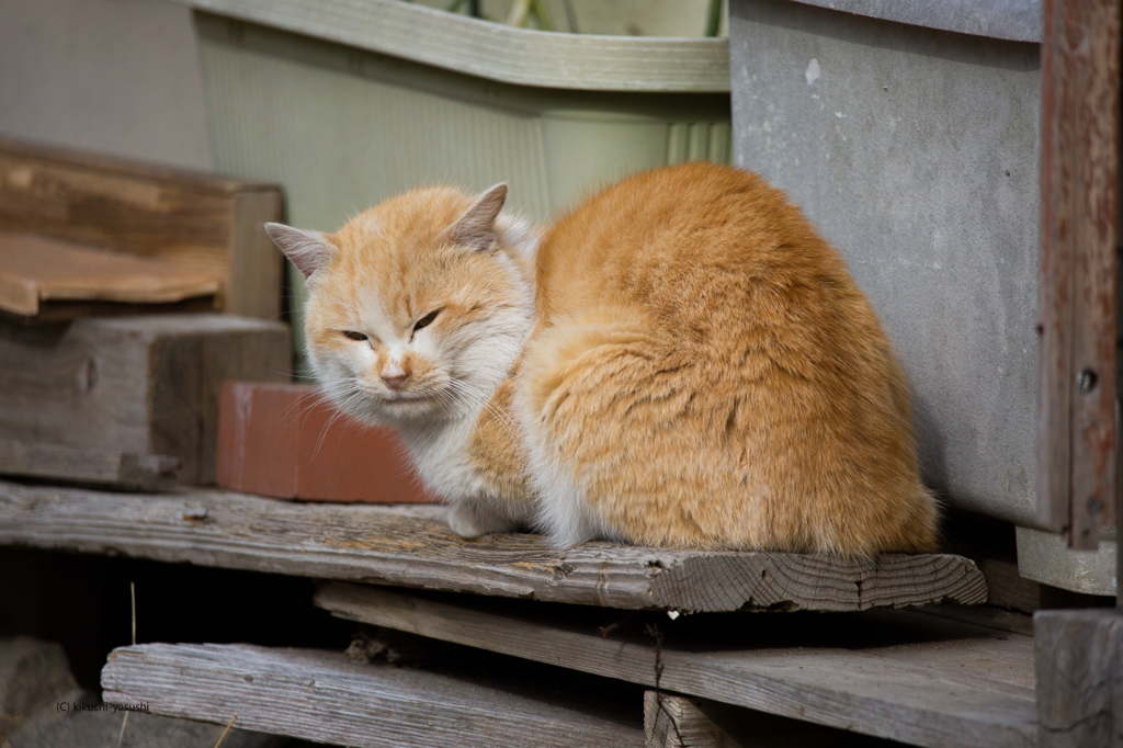 野良猫
