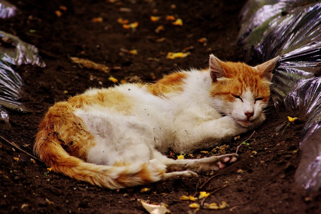 野良猫