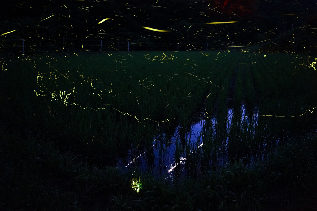 ホタル