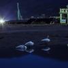 夜の白鳥