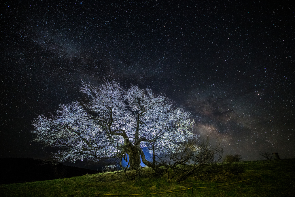 一本桜と天の川