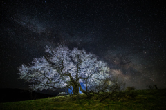 一本桜と天の川