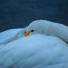 眠