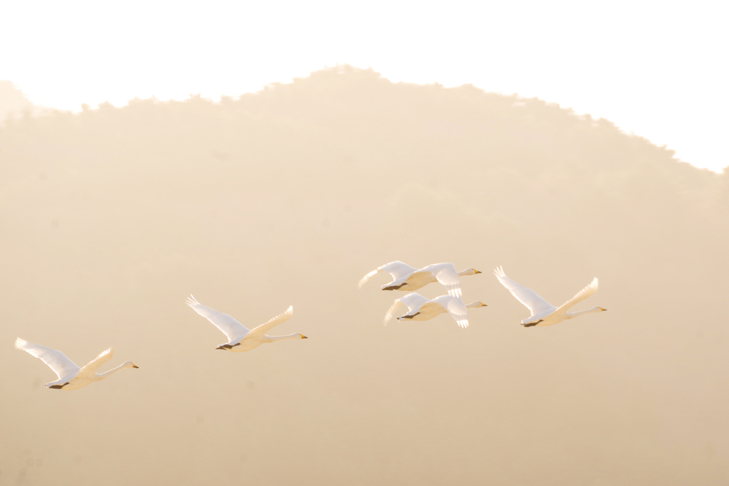 白鳥の群れ