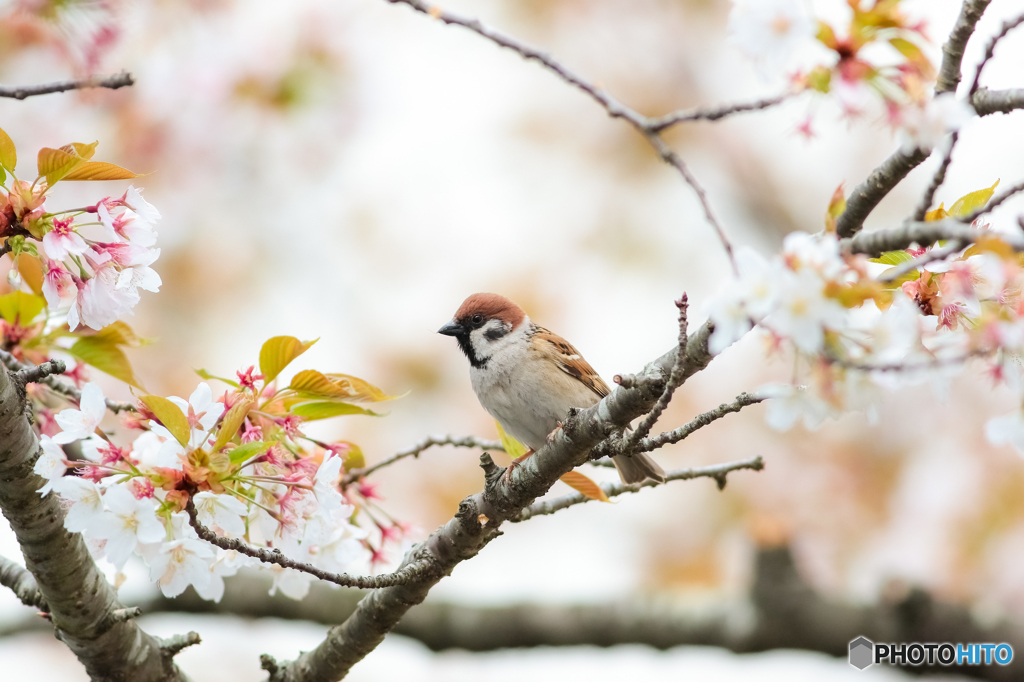 桜とすずめ