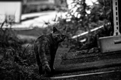 CRW_2005