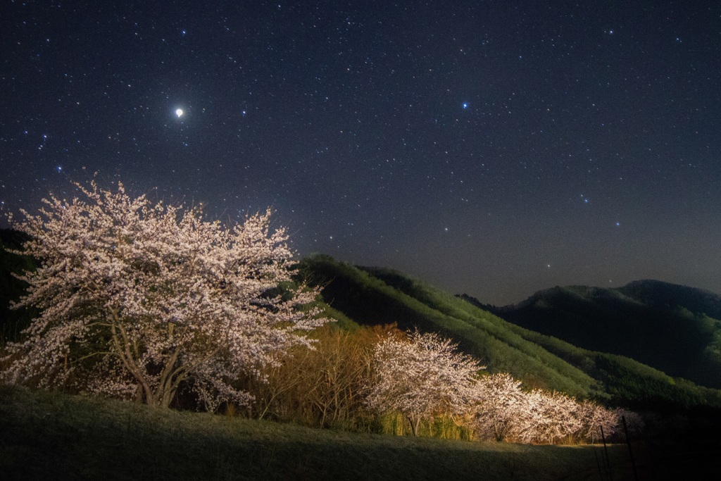 夜桜