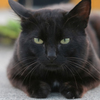 黒猫