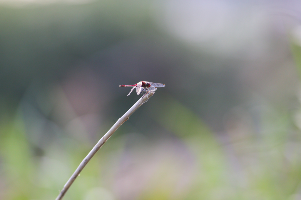赤とんぼ