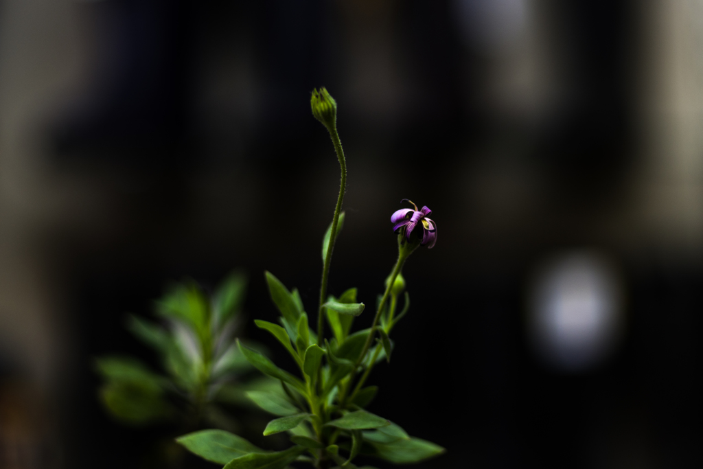 IMGP2461