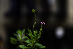 IMGP2461