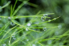 水滴の中の小さな世界