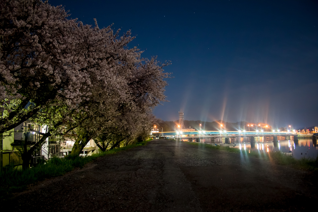 土手の桜と宮古橋