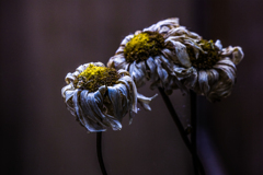 IMGP0019
