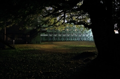 夜の校舎と銀杏の木