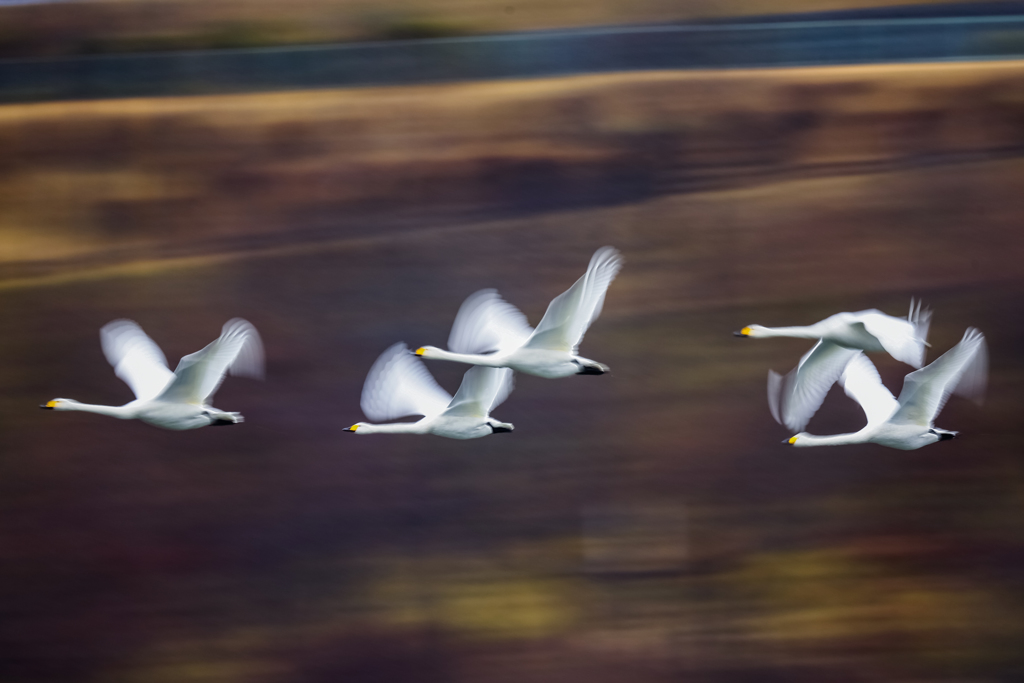 白鳥の群れ
