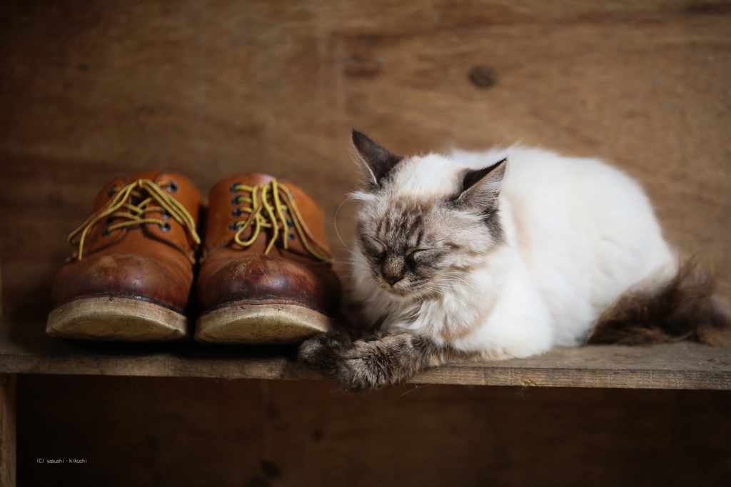 くつとねこ