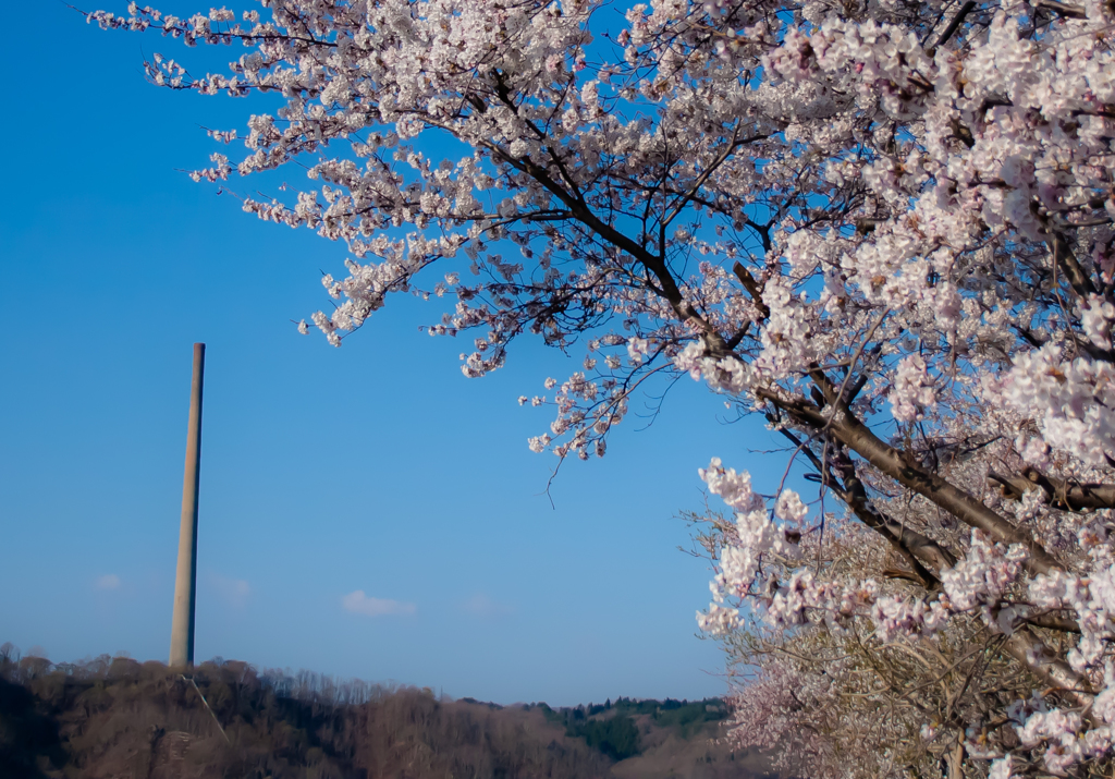 ラサと桜