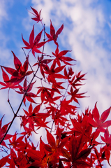 空いっぱいに手を広げて