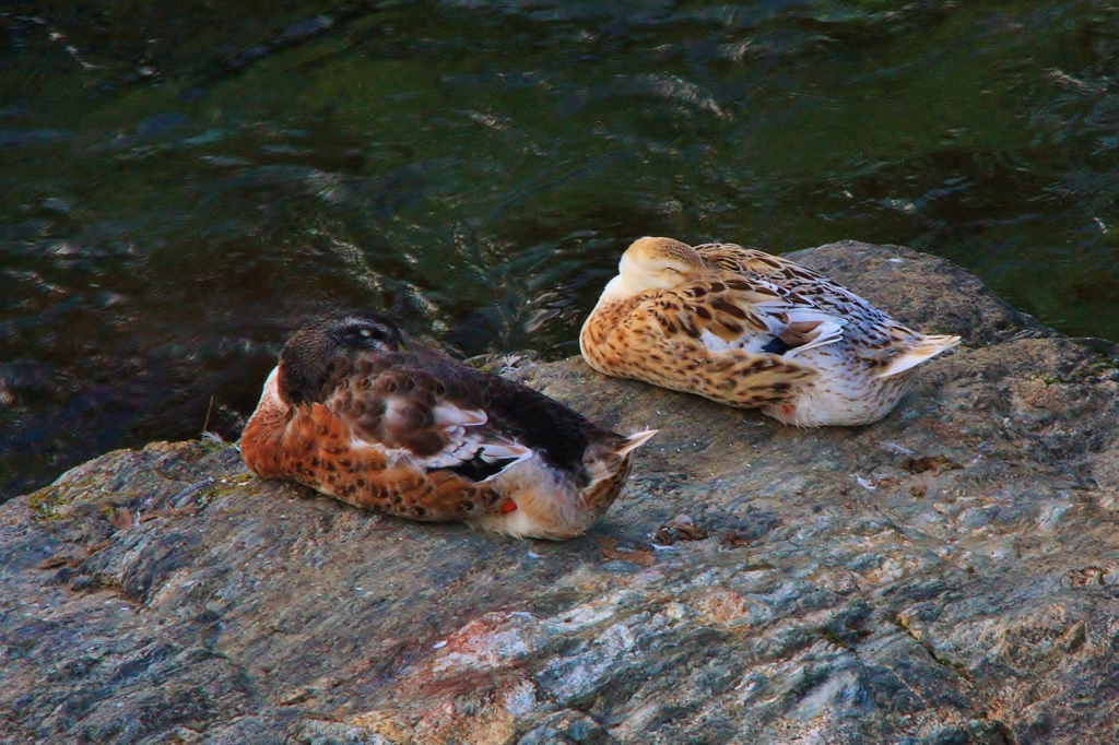 仲良いカモ鳥夫婦