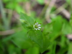 小さな名もなき花