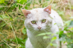 白野良猫