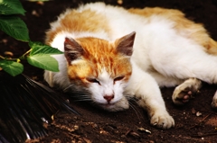 野良猫