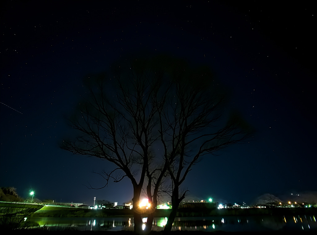 その木は対岸の光を見つめる