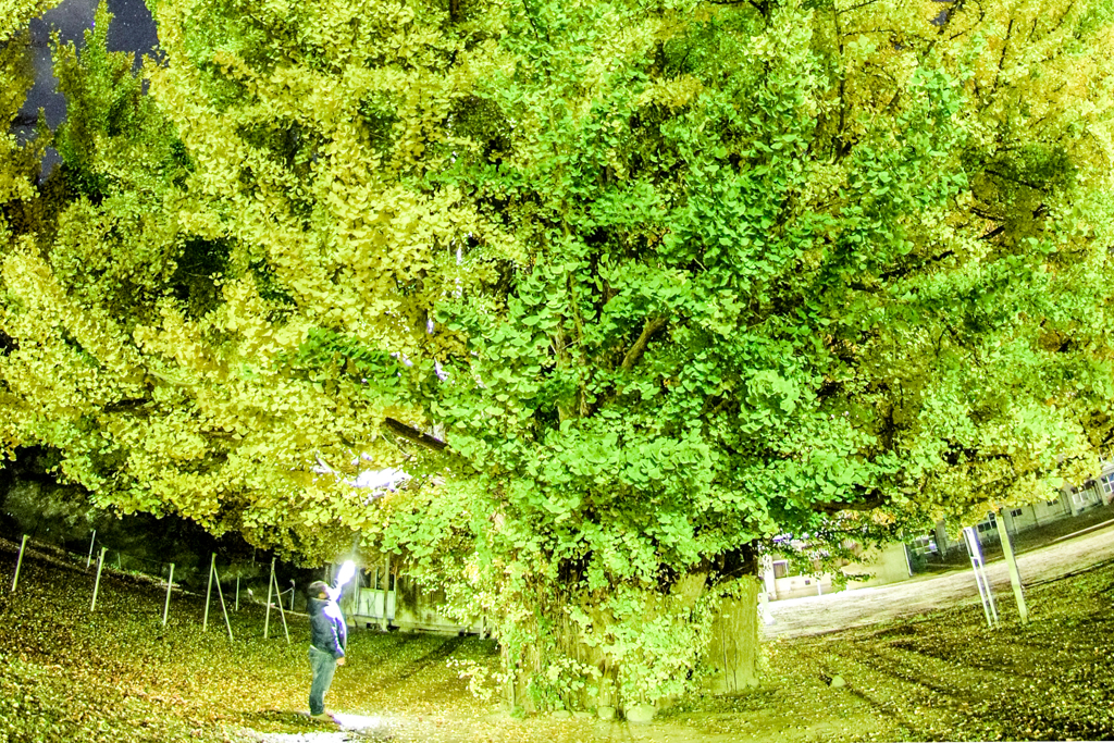 IMGP7501-1