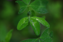 IMGP2848