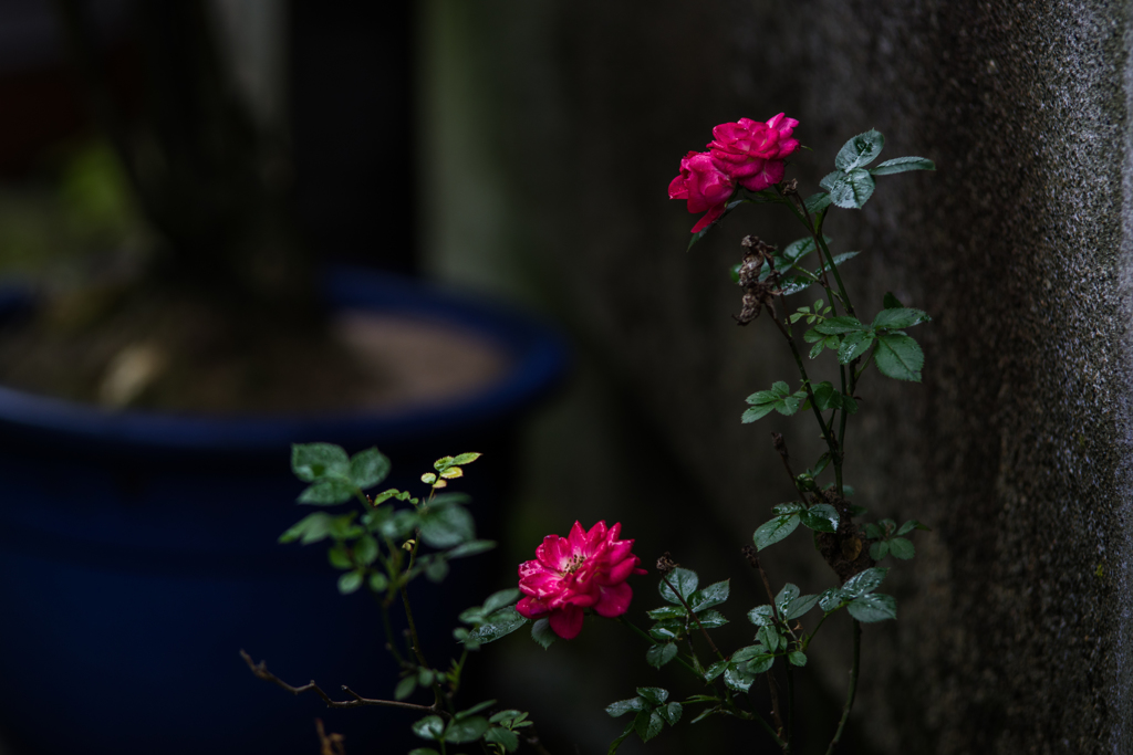IMGP6270