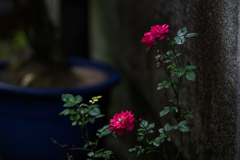 IMGP6270