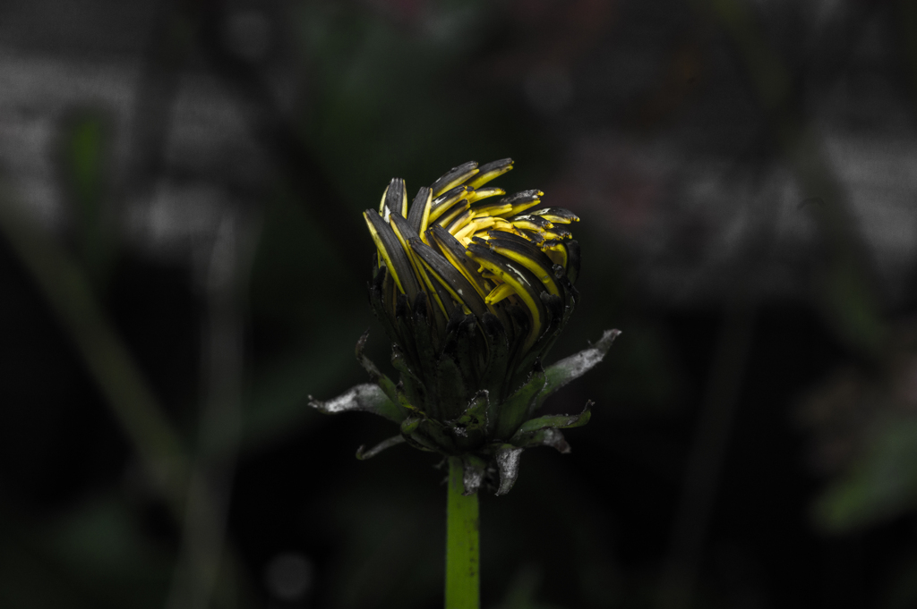 IMGP0129