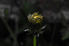 IMGP0129