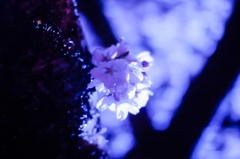 夜桜