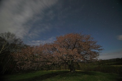 亀ヶ森の一本桜