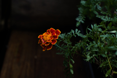 IMGP0113