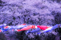 春を泳ぐよ鯉のぼり