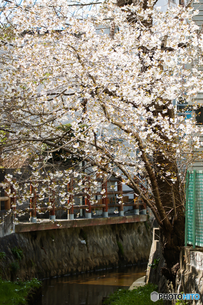 石垣桜