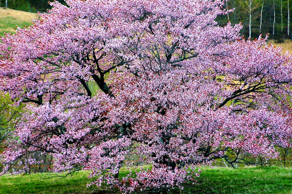 亀ヶ森の一本桜