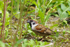IMGP1177
