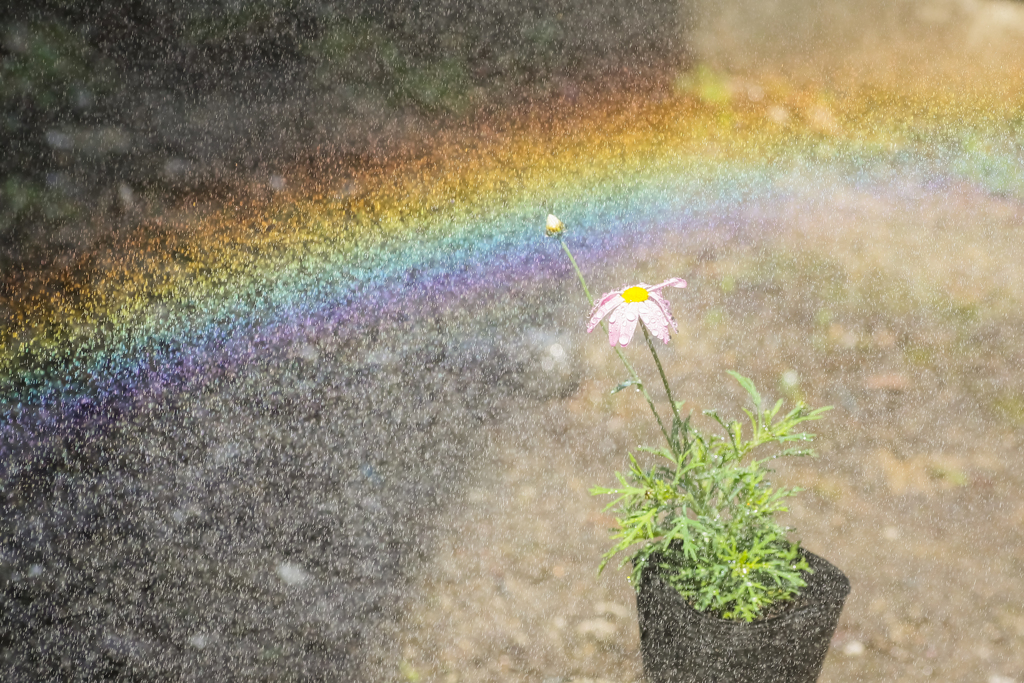花に架かる虹橋
